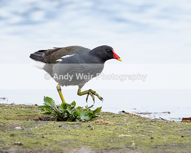 20140427-3K8A0631 - Rails & Coots