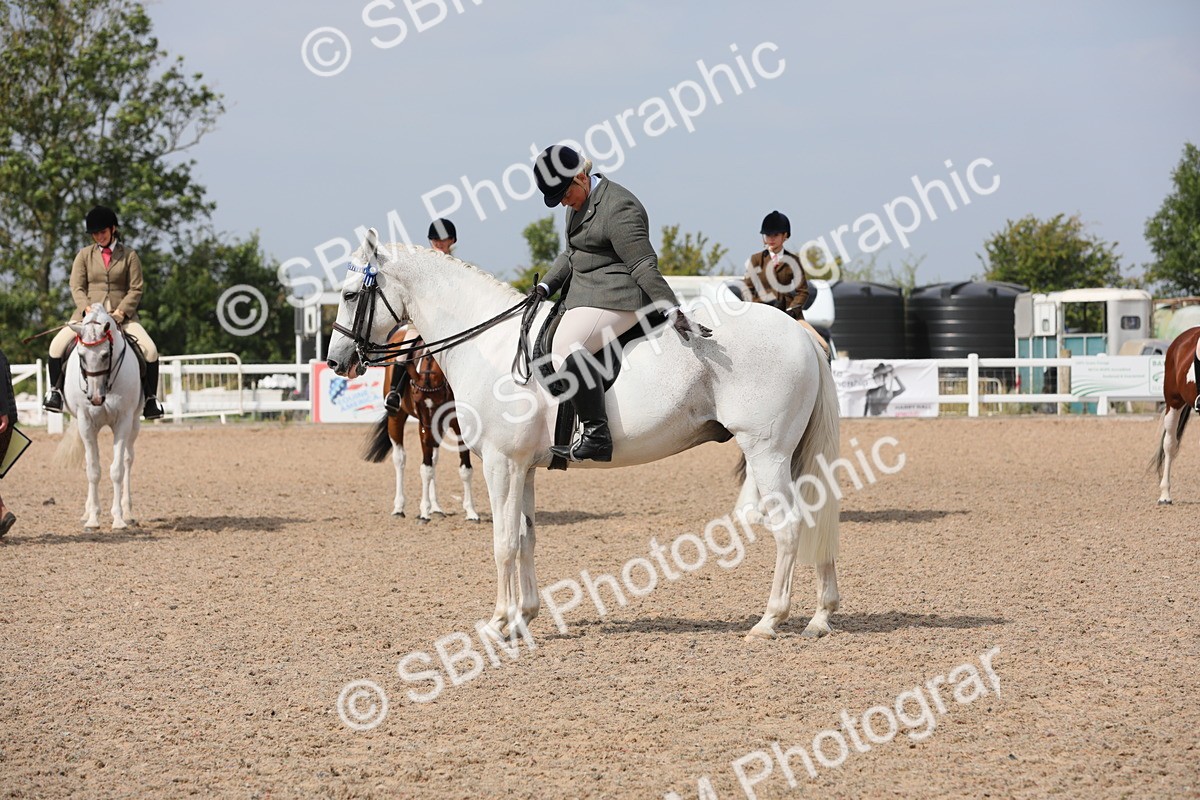 SBM_13386 - Class 308 Ridden Coloured Horse