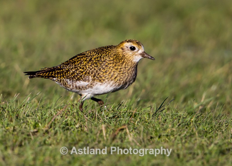 Astland Photography, Bird and Wildlife Images, Susan and Peter Wilson, U.K.