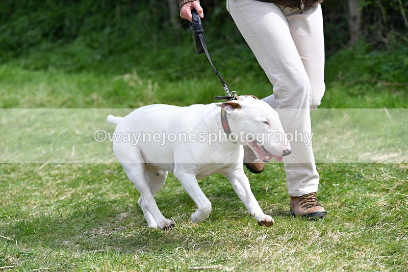 WJ5_0474 - Class 7 Best Terrier