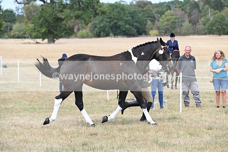 WJ6_6360 - Class 19 In-hand Veterans (Uploaded correct folder)