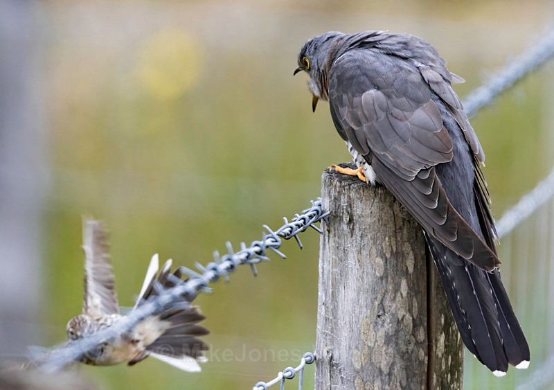 CUCKOO MEGA 7 - CUCKOOS 2025, North Wales