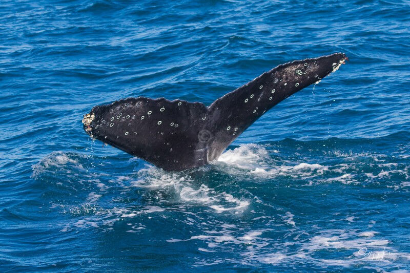 Black Fluke. 0A3A2218 - 2025 Whales