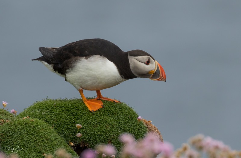Cute Puffin 10