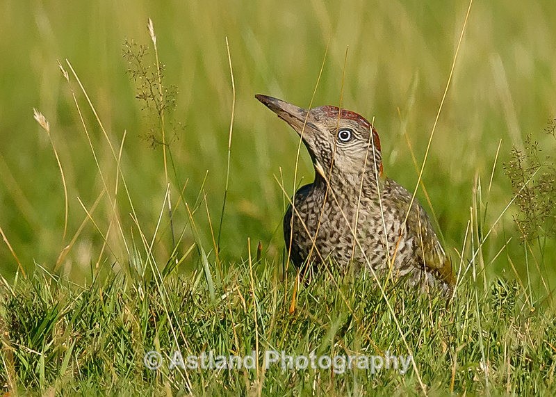 Astland Photography, Bird and Wildlife Images, Susan and Peter Wilson, U.K.