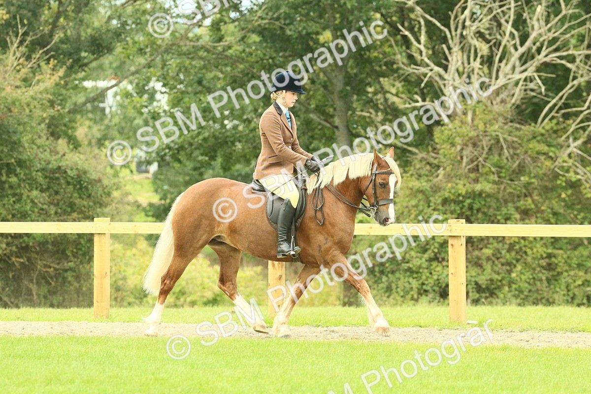 SBM_71853 - S60 - Mountain & Moorland Ridden Large Breeds