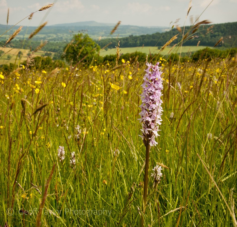 Common Spotted Orchid - Wenlock Edge