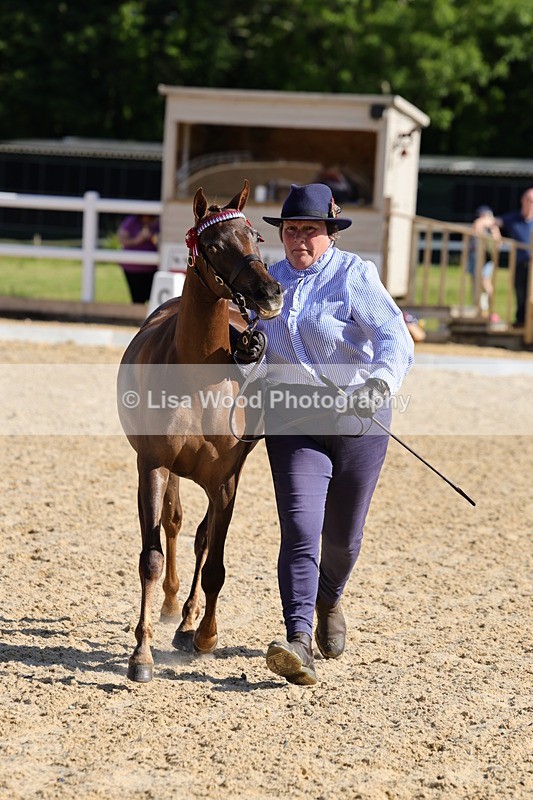 1X9A0667 - Class 3: Youngstock 1, 2, 3 year old not to exceed 153cm