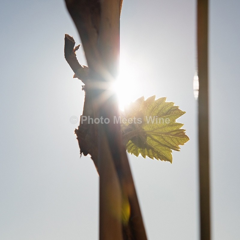  - Vineyards & Vines / Weinberge & Reben