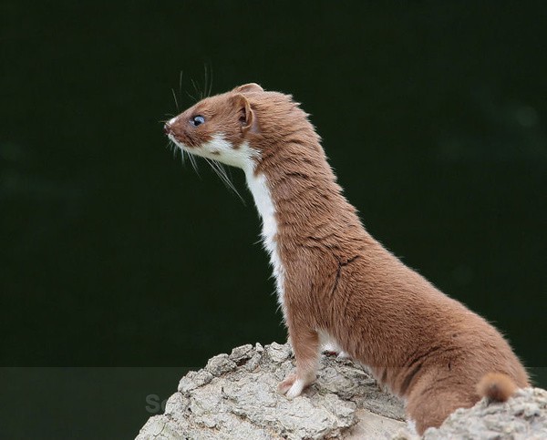 single weasel - Captured Wild life/Domestic/ livestock Animals