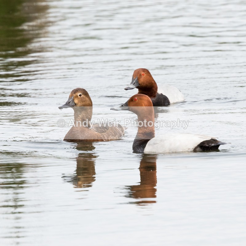 20160519-8E0A5284 - Pochard