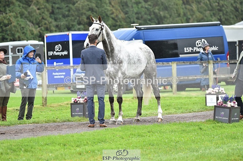 231018-124750-00526 - 067-WHIXLEY.QUALITAS-Barnie.Brotherton-TrotUp