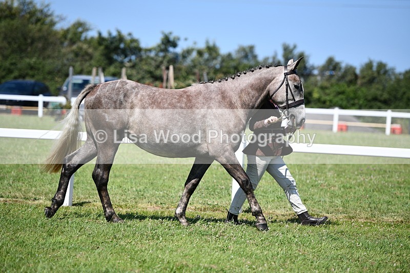 DSC_6714 - Class 57: Hunter/Riding Horse/Hack 1, 2 & 3 yr olds