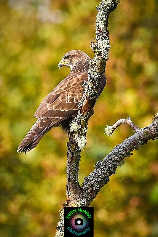 BBR-05-Common Buzzard - Raptors