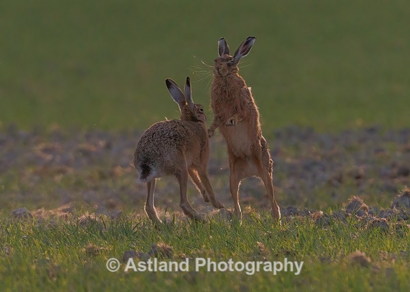 Brown Hares - Latest Images