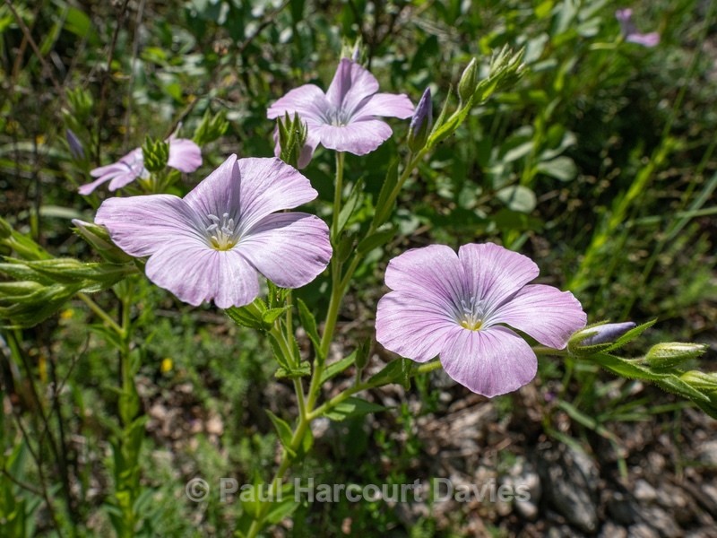 Mallow Flax (Linum viscosum)  - Wild Flowers - 2