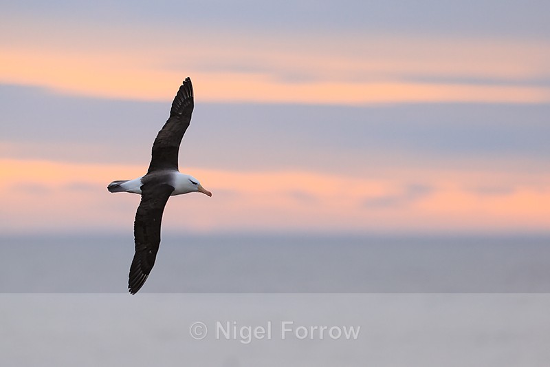 Black-browed Albatross, evening flight, Steeple Jason, Falklands - Black-browed Albatross