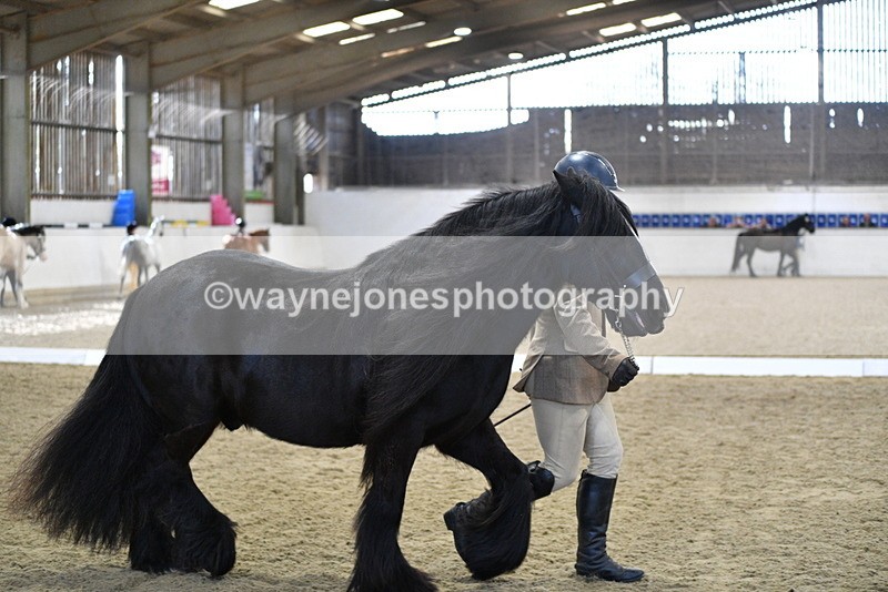 WJ5_4268 - Class 6 In hand M&M - Large Breeds