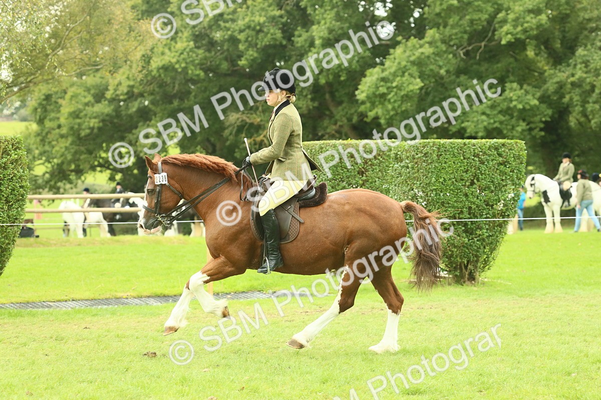 SBM_72117 - S60 - Mountain & Moorland Ridden Large Breeds