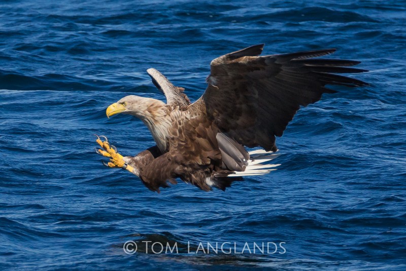 White-tailed Eagle - Birds of Prey