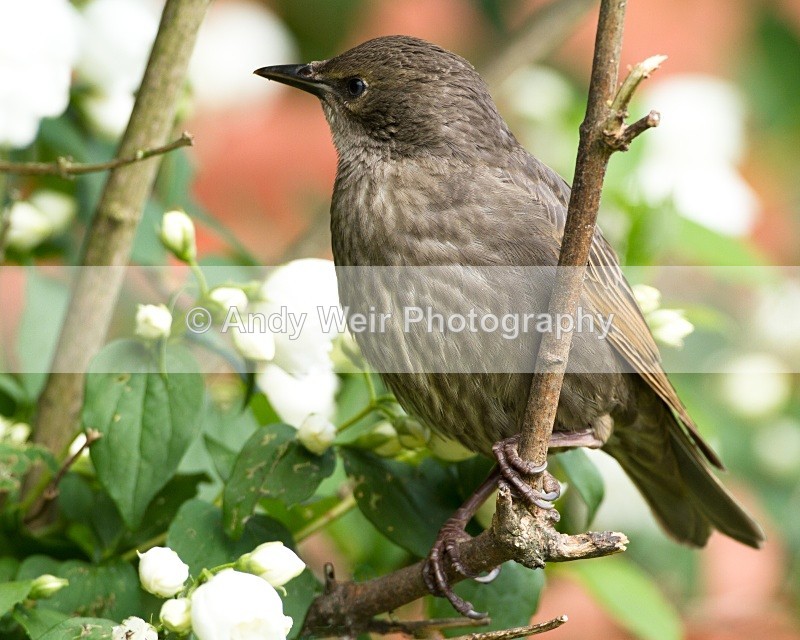 20110530-IMG_5527-437 - Starlings