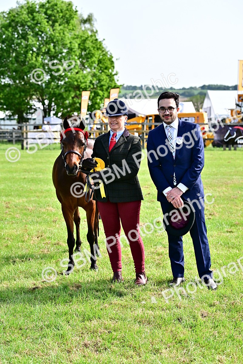 SBM_01013 - Class 46-49 - Arab and Part Bed-Anglo Arab In Hand