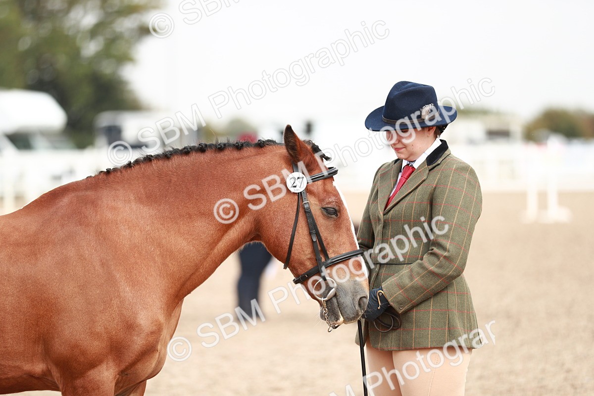 SBM_11907 - Class 206 IH Non Show Type Pony