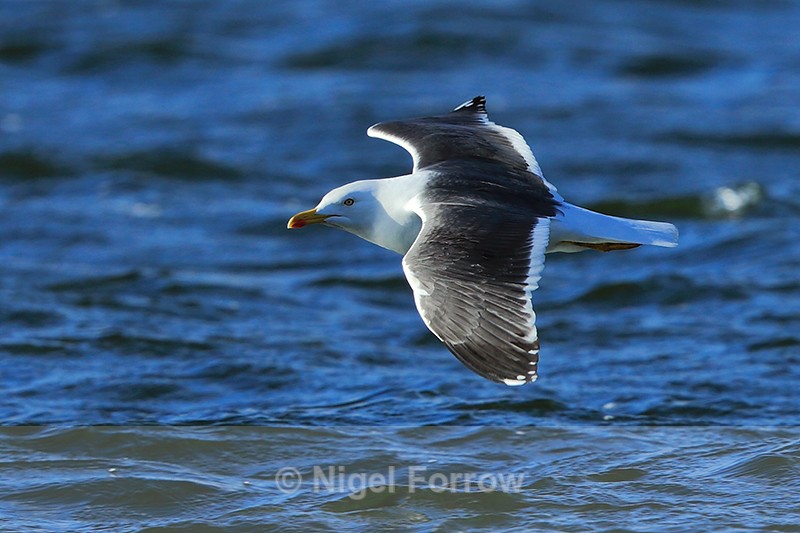 Lesser Black-backed Gull in flight at Farmoor - Lesser Black-backed Gull