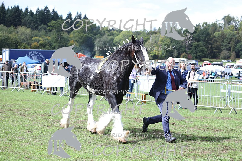 APP_3384 - Class 5 In Hand Championship