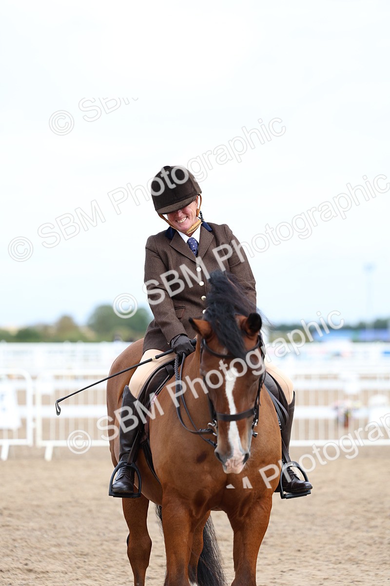SBM_01847 - Class 18 - Handsomest Gelding - IH or Ridden