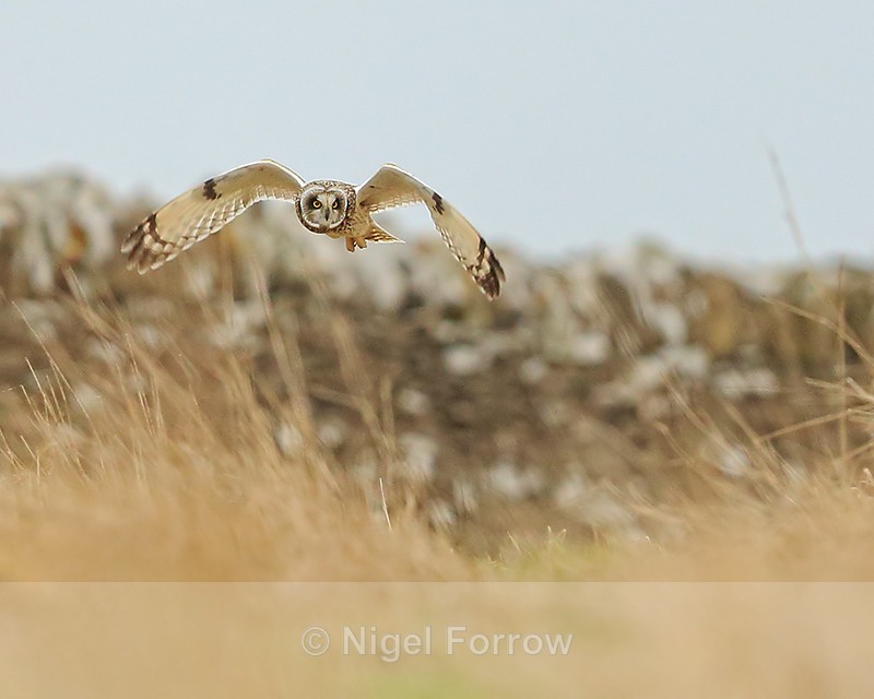 Short-eared Owl hunting, Hawling, Gloucestershire - Short-eared Owl
