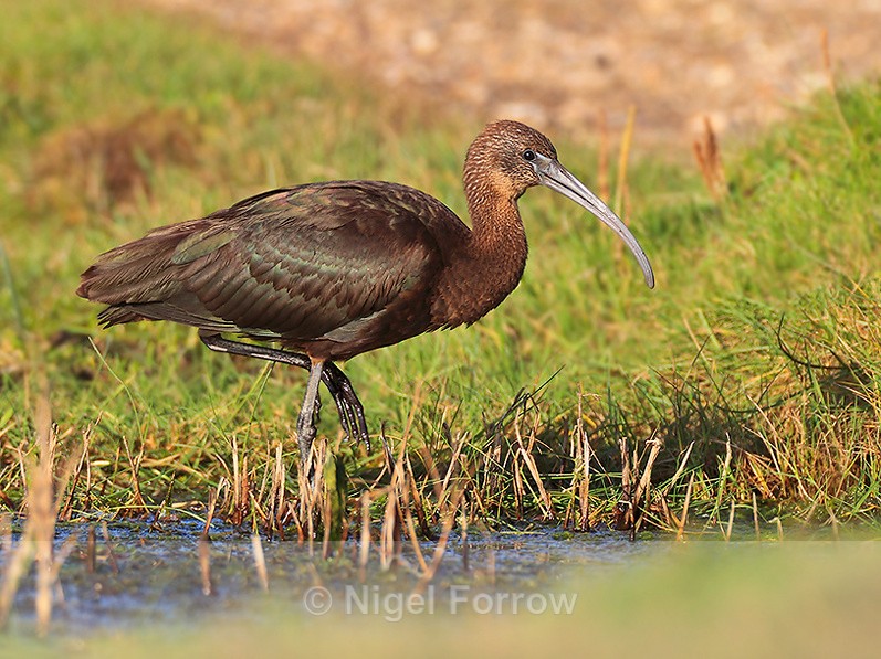 Glossy Ibis at Stanpit Marsh - Glossy Ibis