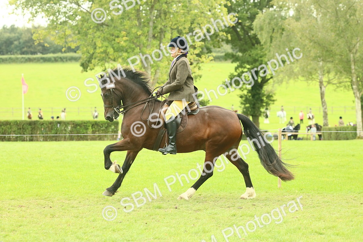 SBM_72001 - S60 - Mountain & Moorland Ridden Large Breeds