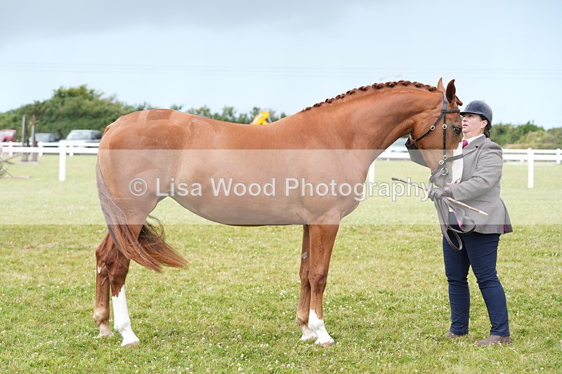 DSC06157 - Class 54: Hunter/Riding Horse/Hack 1 & 2 yr olds