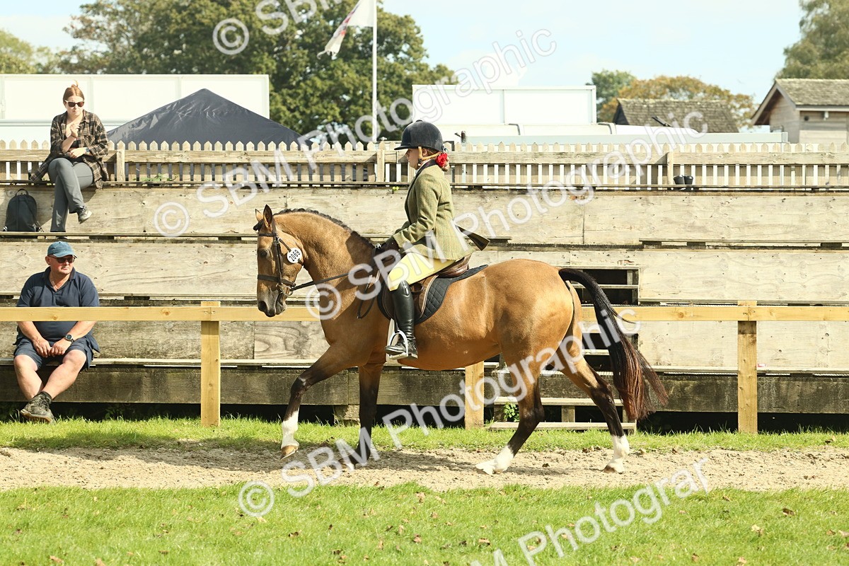SBM_68879 - S58 - Mini Show Cob Ridden