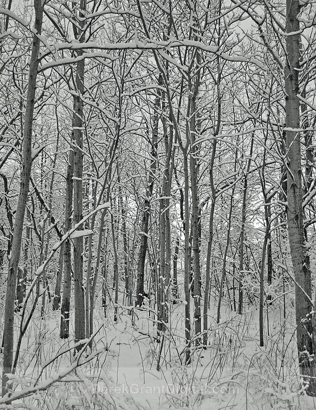 Forest in Winter b&w - Winterscape