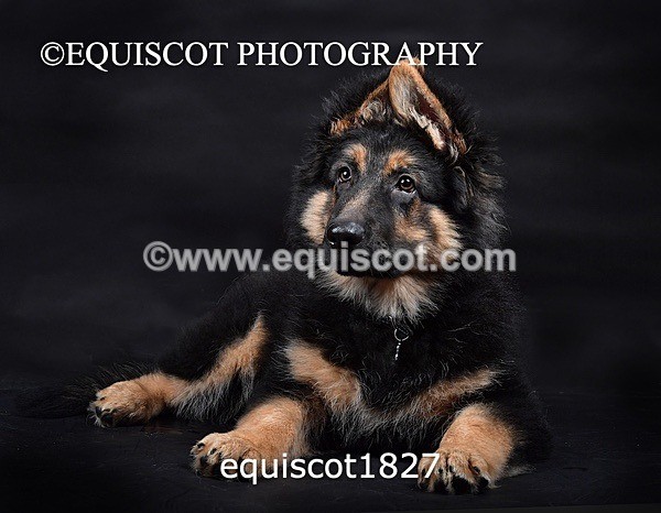equiscot1827 - RONNIE