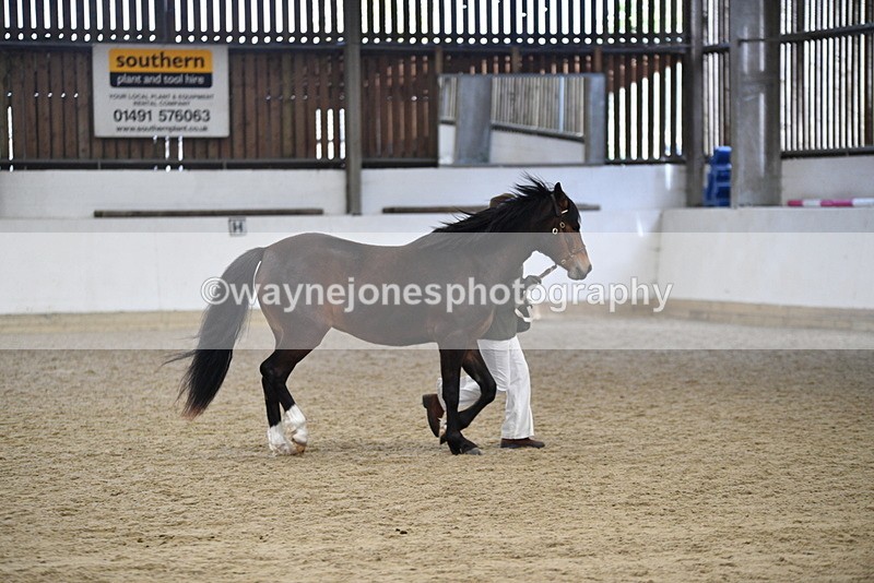 WJ5_5724 - Morning in hand Championship