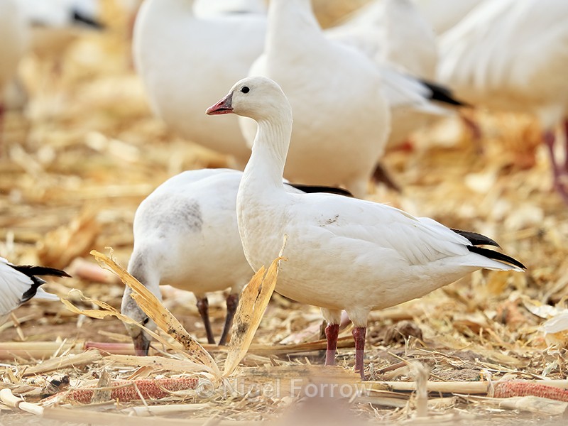 Ross's Goose (adult), Bosque del Apache, New Mexico - Ross's Goose