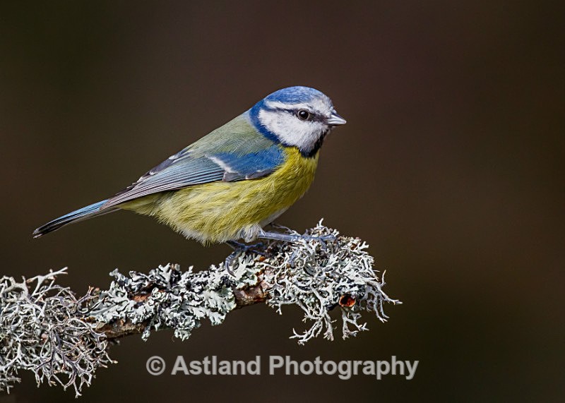 Astland Photography, Bird and Wildlife Images, Susan and Peter Wilson, U.K.