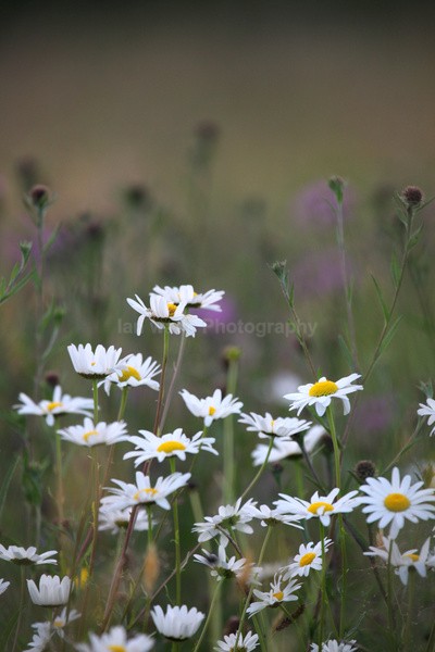Meadow Grass _FL058 - Wild Flowers,  plants & Fungus photography, Great Britain