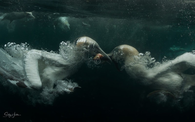 Gannets Underwater 7