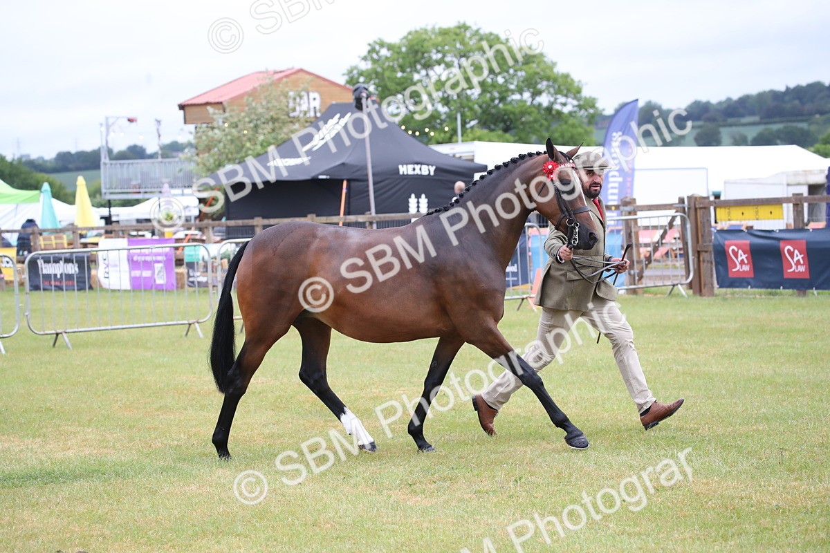 SBM_00163 - Class 17-20 - Arab & Part Bred - Anglo Arab In Hand