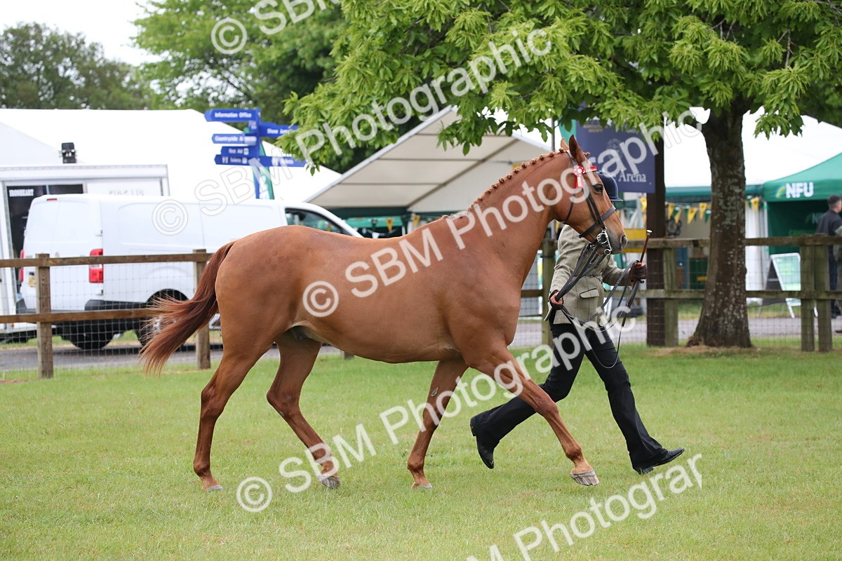 SBM_00143 - Class 17-20 - Arab & Part Bred - Anglo Arab In Hand