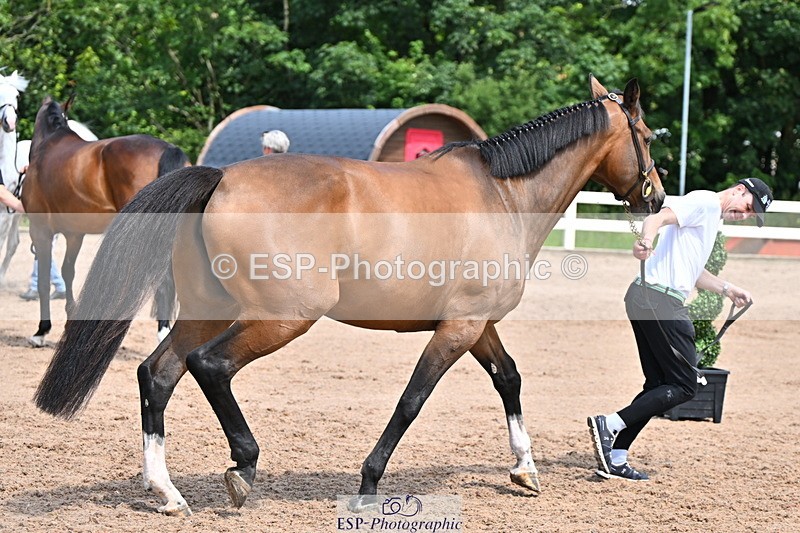 240718A-105256-01349 - Trot Up 12pm to 1pm