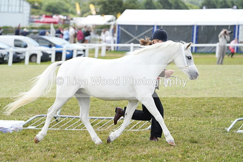 DSC05954 - NPS M&M In Hand Championship