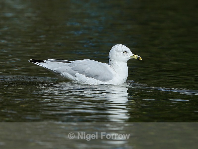 Ring-billed Gull (adult), Canmore, Canada - Ring-billed Gull