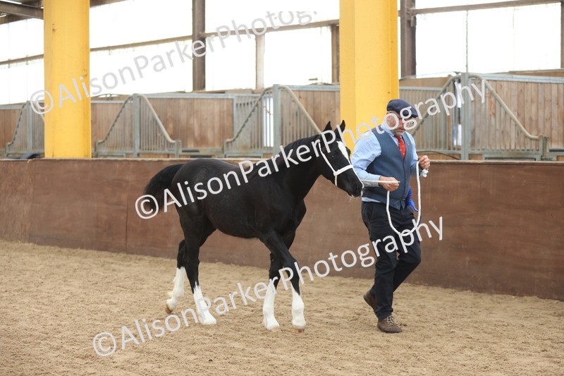 20251109-0818 - Class 24 - Foals