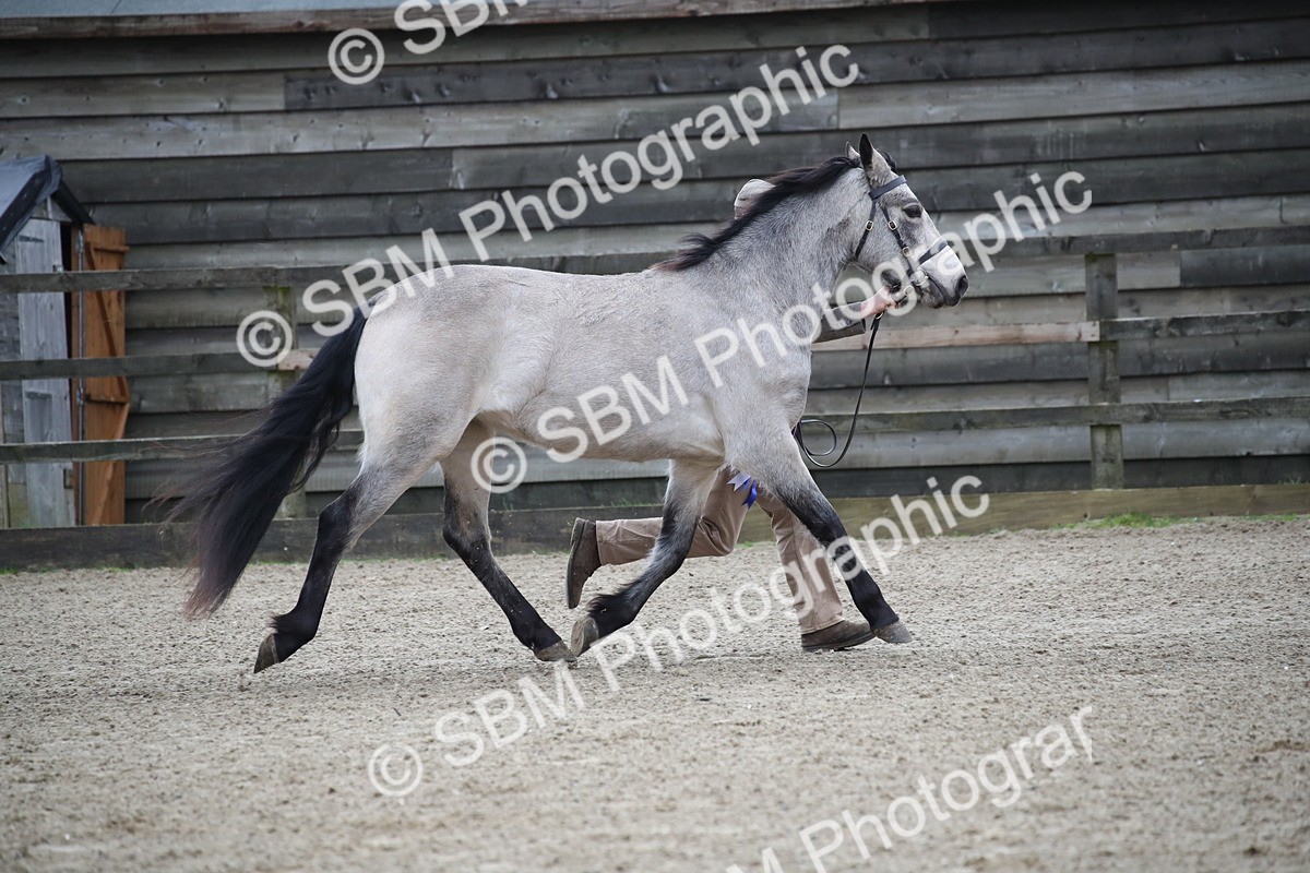 SBM_004129 - Class 1-4 - Young Stock classes Inc. In Hand Championship