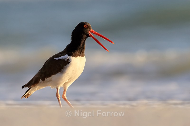 American Oystercatcher calling, Fort De Soto Park, Florida - American Oystercatcher